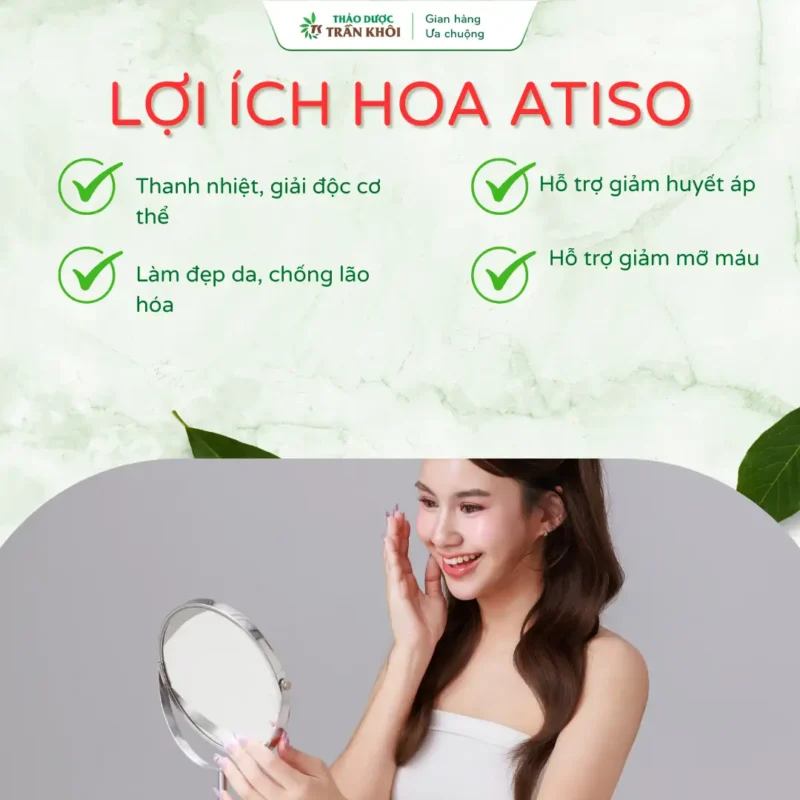 Lợi ích hoa atiso đỏ thảo dược trần Khôi