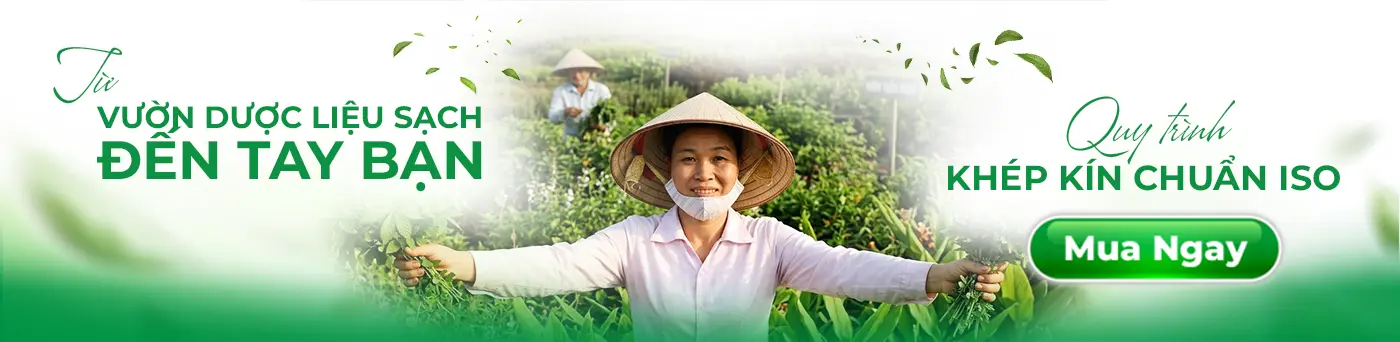 Vùng trồng thảo dược sạch