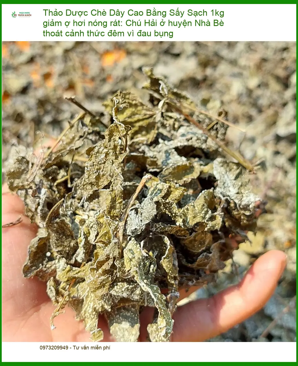 Chè Dây Cao Bằng Sấy Sạch 1kg giảm ợ hơi - Địa chỉ bán giao nhanh TPHCM