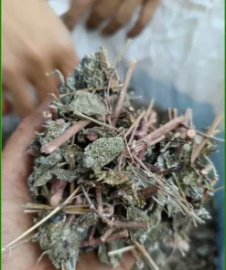 Chè Dây Khô Sấy Sạch Nguyên Cành Gói 500g - Cung cấp giao nhanh TPHCM