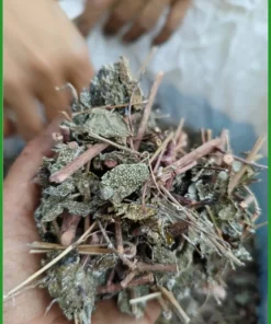Chè Dây Khô Sấy Sạch Nguyên Cành Gói 500g - Địa chỉ bán giao nhanh TPHCM