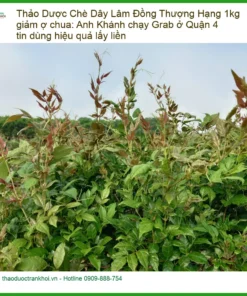 Chè Dây Lâm Đồng Thượng Hạng 1kg giảm ợ chua - TPHCM Cung cấp Giao nhanh