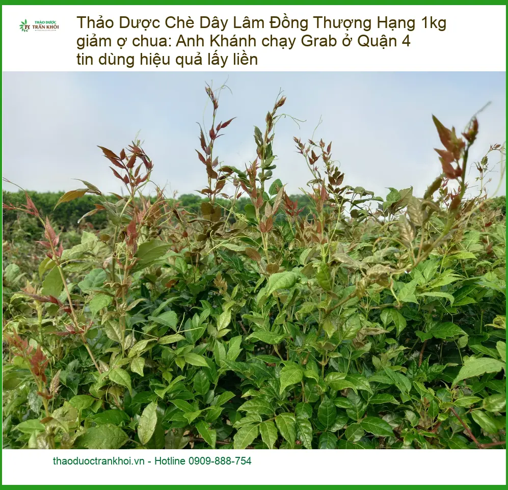 Chè Dây Lâm Đồng Thượng Hạng 1kg giảm ợ chua - TPHCM Cung cấp Giao nhanh