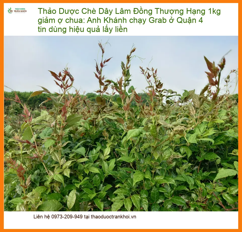 Chè Dây Lâm Đồng Thượng Hạng 1kg giảm ợ chua: Anh Khánh chạy Grab ở Quận 4 tin dùng hiệu quả lấy liền - Giao nhanh TPHCM