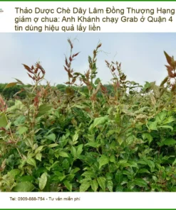 Chè Dây Lâm Đồng Thượng Hạng 1kg giảm ợ chua - Địa chỉ bán có sẵn TPHCM
