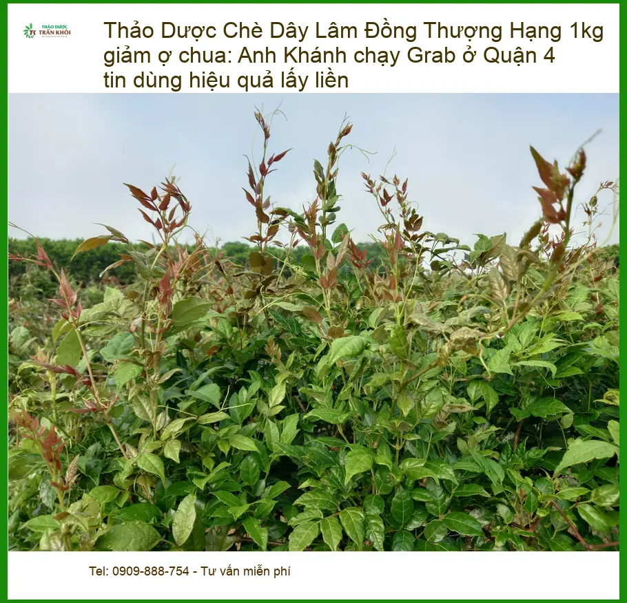 Chè Dây Lâm Đồng Thượng Hạng 1kg giảm ợ chua - Địa chỉ bán có sẵn TPHCM