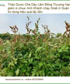 Chè Dây Lâm Đồng Thượng Hạng 1kg giảm ợ chua - Địa chỉ bán giao nhanh TPHCM