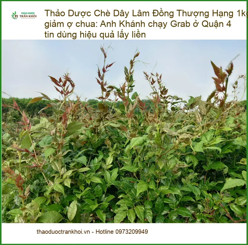 Chè Dây Lâm Đồng Thượng Hạng 1kg giảm ợ chua - Địa chỉ bán giao nhanh TPHCM