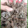 Chè Dây Rừng Nguyên Phấn Khô Gói 1kg Chuẩn - Đơn vị Cung cấp Có sẵn TPHCM