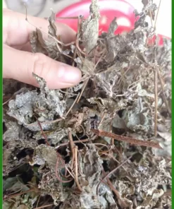 Chè Dây Rừng Nguyên Phấn Khô Gói 1kg Chuẩn - Đơn vị Cung cấp Có sẵn TPHCM