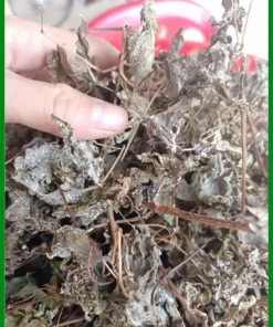 Chè Dây Rừng Nguyên Phấn Khô Gói 1kg - Địa chỉ bán giao nhanh uy tín tại TPHCM