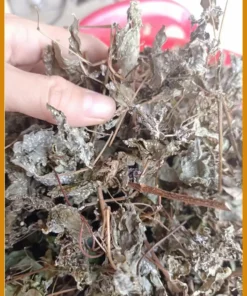 Chè Dây Rừng Nguyên Phấn Khô Gói 1kg - Địa chỉ bán Chè Dây giao nhanh tại TPHCM