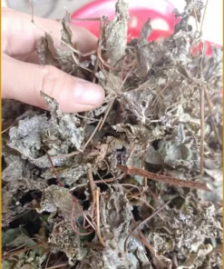 Chè Dây Rừng Nguyên Phấn Khô Gói 1kg - Địa chỉ bán giao nhanh TPHCM