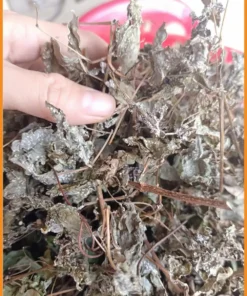 Chè Dây Rừng Nguyên Phấn Khô Gói 1kg - Địa chỉ Bán Giao nhanh tại TPHCM
