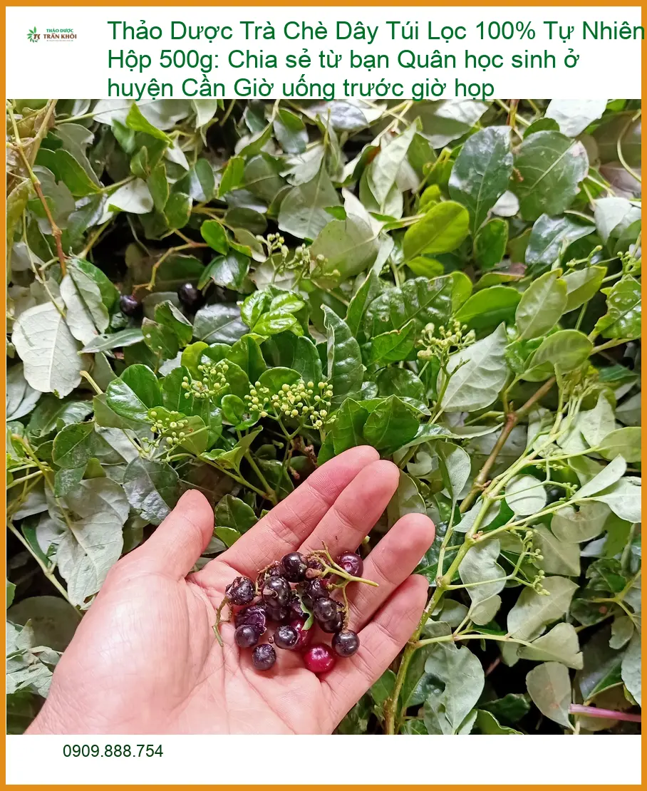 Trà Chè Dây Túi Lọc 100% Tự Nhiên Hộp 500g - Địa chỉ bán giao nhanh TPHCM