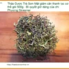 Trà Sơn Mật giảm cân thanh lọc cơ thể gói 500g - Địa chỉ Bán Có sẵn TPHCM
