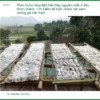 Mua Bột Sắn Dây nguyên chất ở đâu Bình Chánh - Địa chỉ bán giao nhanh