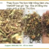 Trà Sơn Mật Hồng Sâm chuẩn VietGAP loại gói 1kg - Địa chỉ Sỉ lẻ TPHCM