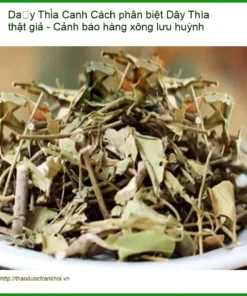 Dây Thìa Canh Thật Giả - Cảnh Báo Lưu Huỳnh | Đơn vị Cung cấp Có sẵn TPHCM