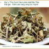 Cách phân biệt Dây Thìa Canh thật giả - Cảnh báo hàng xông lưu huỳnh
