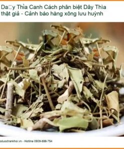 Cách phân biệt Dây Thìa Canh thật giả - Cảnh báo hàng xông lưu huỳnh
