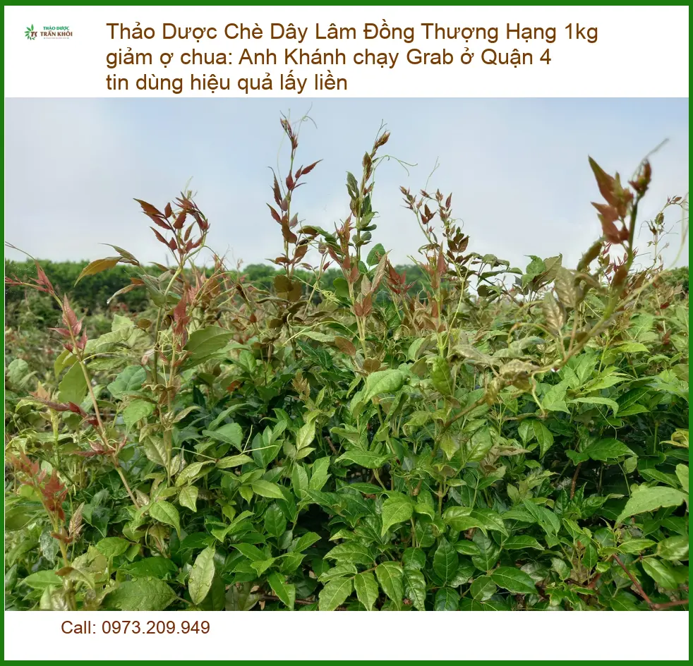 Chè Dây Lâm Đồng Thượng Hạng 1kg giảm ợ chua - Cung cấp có sẵn TPHCM