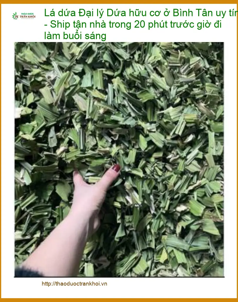 Đại lý Lá Dứa hữu cơ ở Bình Tân uy tín - Đơn vị Cung cấp Giao nhanh