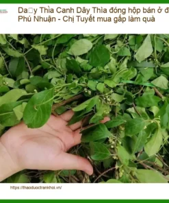 Dây Thìa Canh đóng hộp Phú Nhuận - Chị Tuyết - Địa chỉ Bán Giao nhanh