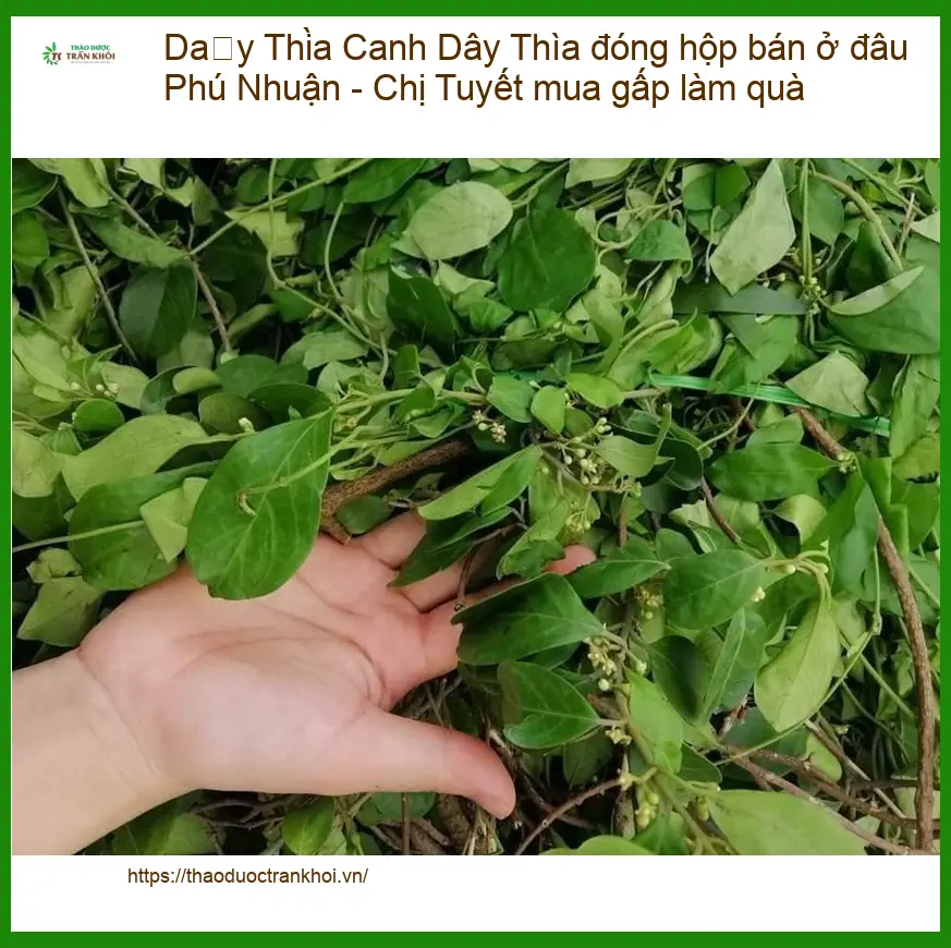 Dây Thìa Canh đóng hộp Phú Nhuận - Chị Tuyết - Địa chỉ Bán Giao nhanh