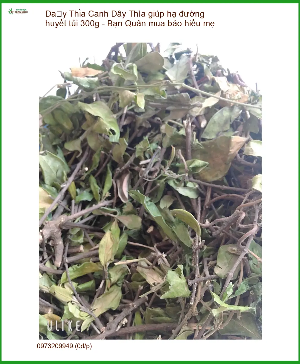 Dây Thìa Canh giúp hạ đường huyết túi 300g - Bạn Quân mua báo hiếu mẹ - TPHCM