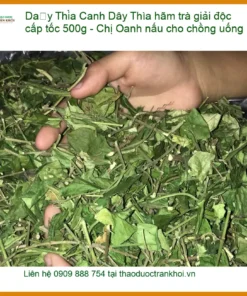 Dây Thìa Canh hãm trà giải độc cấp tốc 500g - Chị Oanh nấu cho chồng uống
