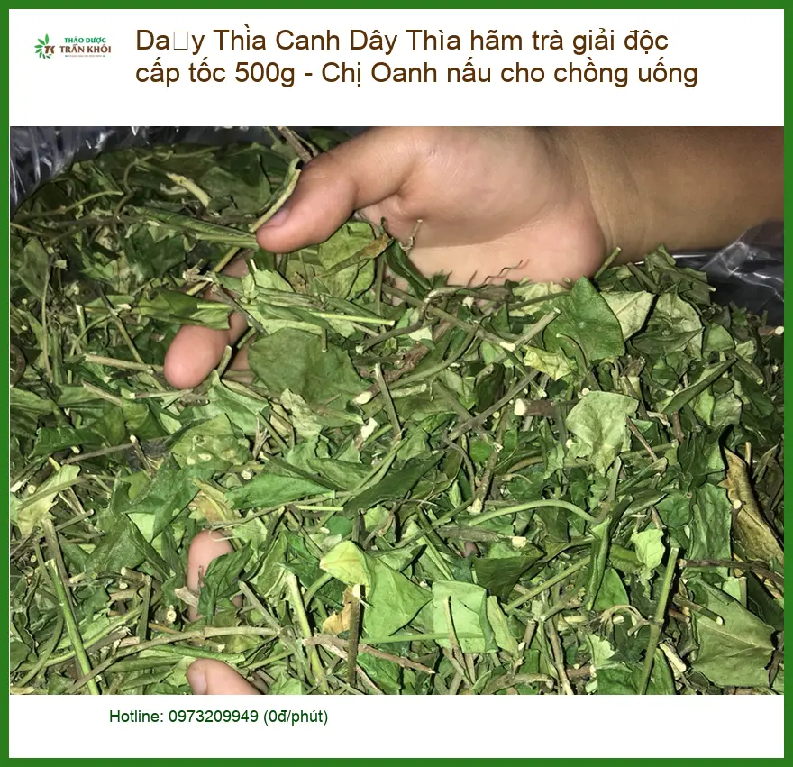Dây Thìa Canh hãm trà giải độc cấp tốc 500g - Chị Oanh nấu cho chồng - Sỉ lẻ