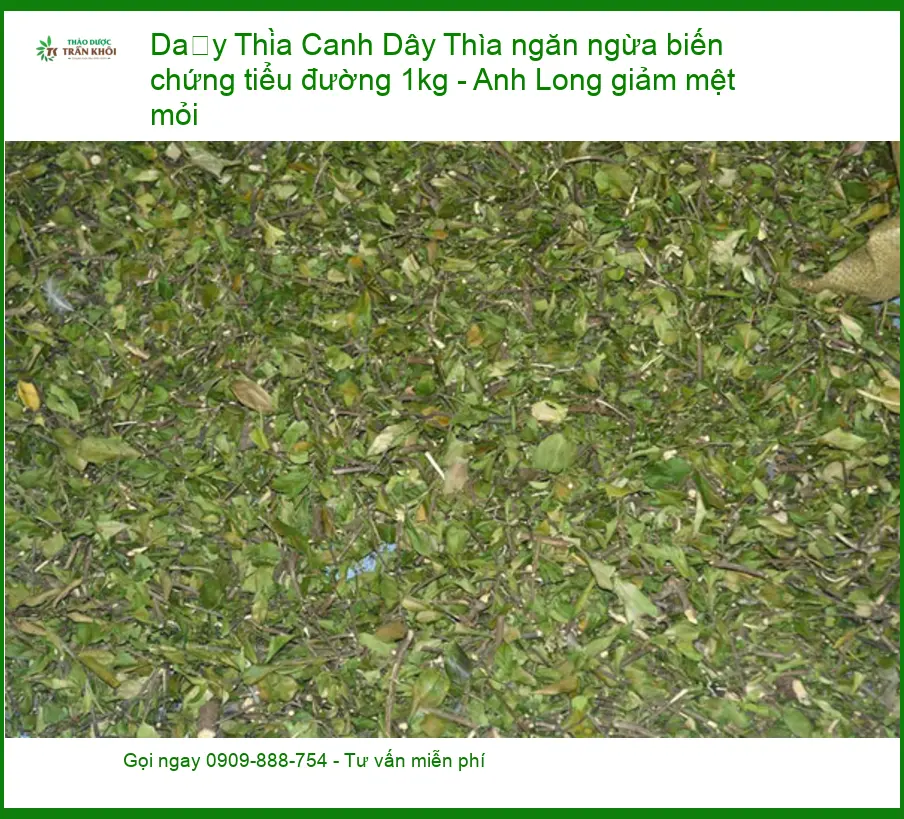 Dây Thìa Canh ngăn ngừa biến chứng tiểu đường 1kg - Anh Long giảm mệt mỏi - Địa chỉ