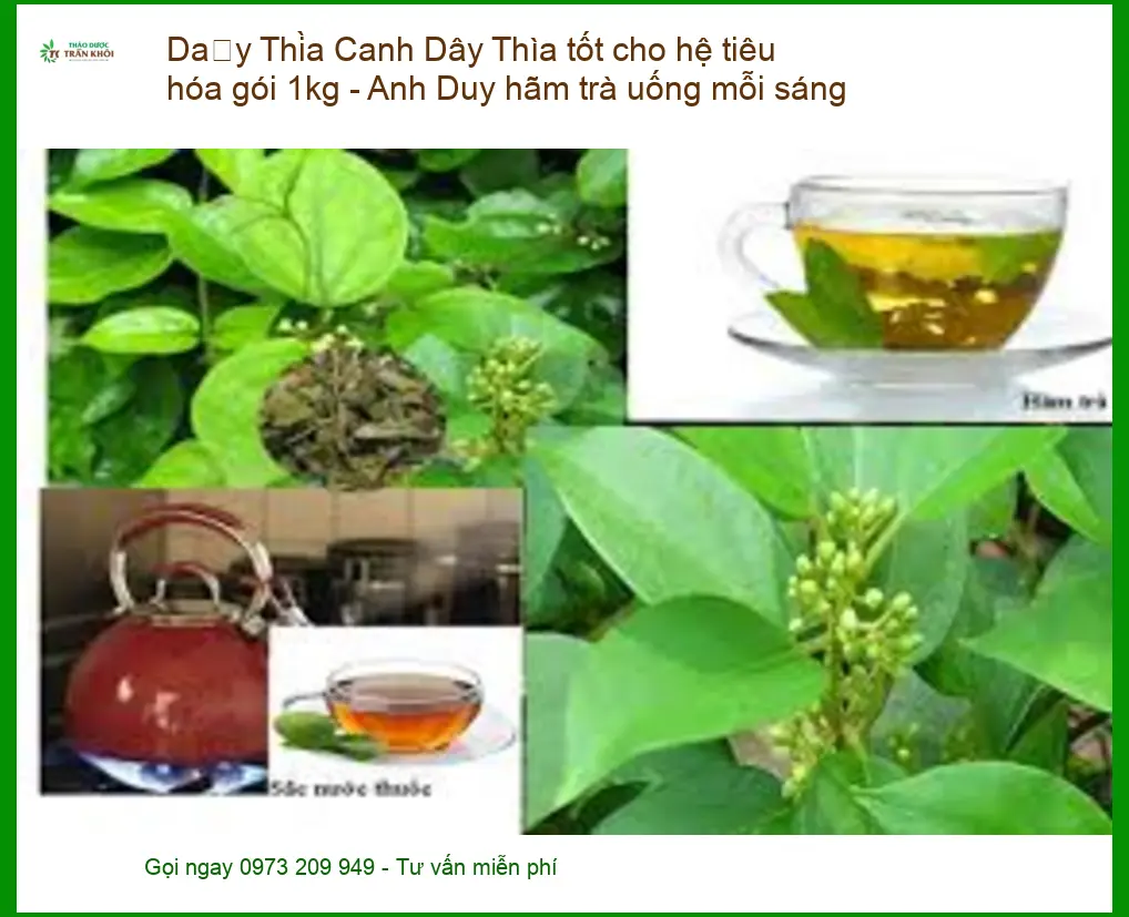 Dây Thìa Canh tốt cho hệ tiêu hóa gói 1kg - Anh Duy hãm trà - Giao nhanh TPHCM