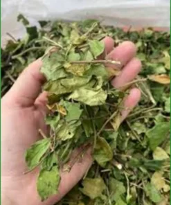 Dây Thìa Canh tốt cho người già đường huyết cao 1kg - Bác Bình ngủ ngon - SG