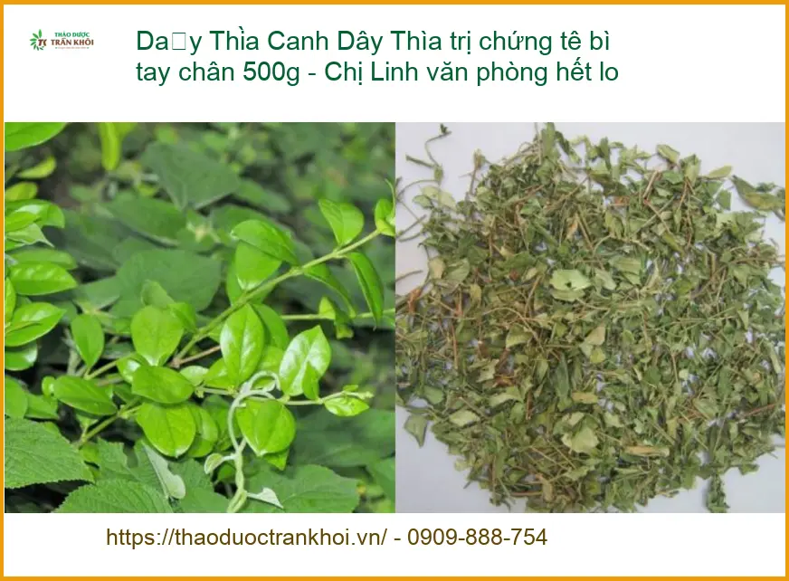 Dây Thìa Canh trị chứng tê bì tay chân 500g - Chị Linh văn phòng hết lo | Có sẵn