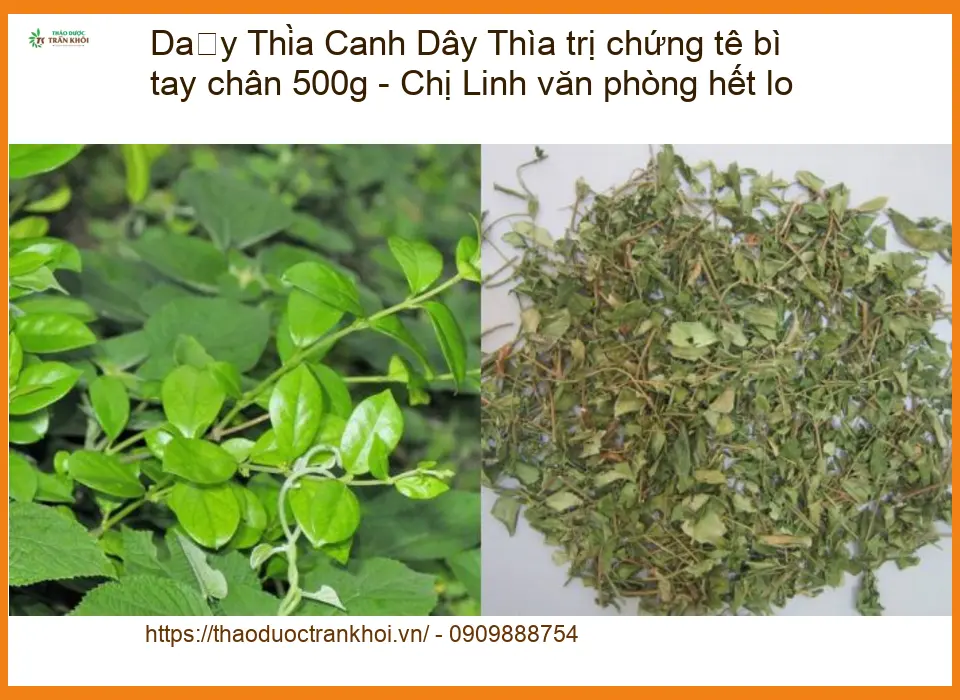 Dây Thìa Canh trị chứng tê bì tay chân 500g - Chị Linh văn phòng hết lo - HCM