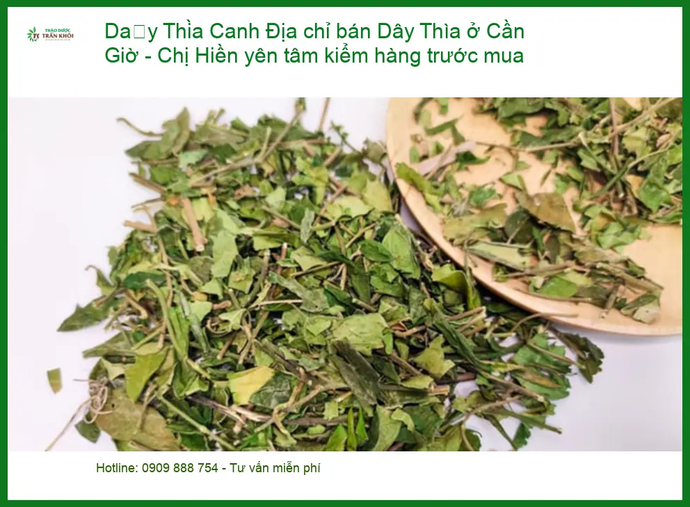 Địa chỉ bán Dây Thìa Canh ở Cần Giờ - Đơn vị Cung cấp Giao nhanh TPHCM