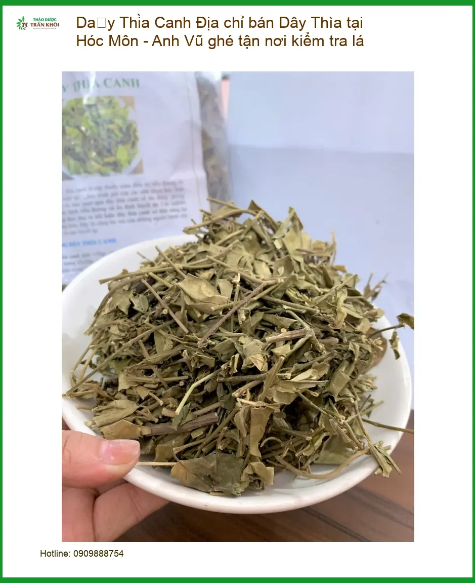 Địa chỉ bán Dây Thìa Canh tại Hóc Môn - Anh Vũ ghé tận nơi kiểm tra lá