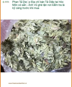 Phan Tả Diệp Hóc Môn - Anh Vũ kiểm tra lá kỹ càng | Địa chỉ bán giao nhanh