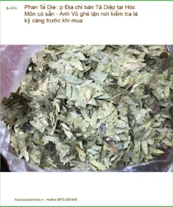 Phan Tả Diệp - Địa chỉ bán tại Hóc Môn, có sẵn, Anh Vũ kiểm lá kỹ càng