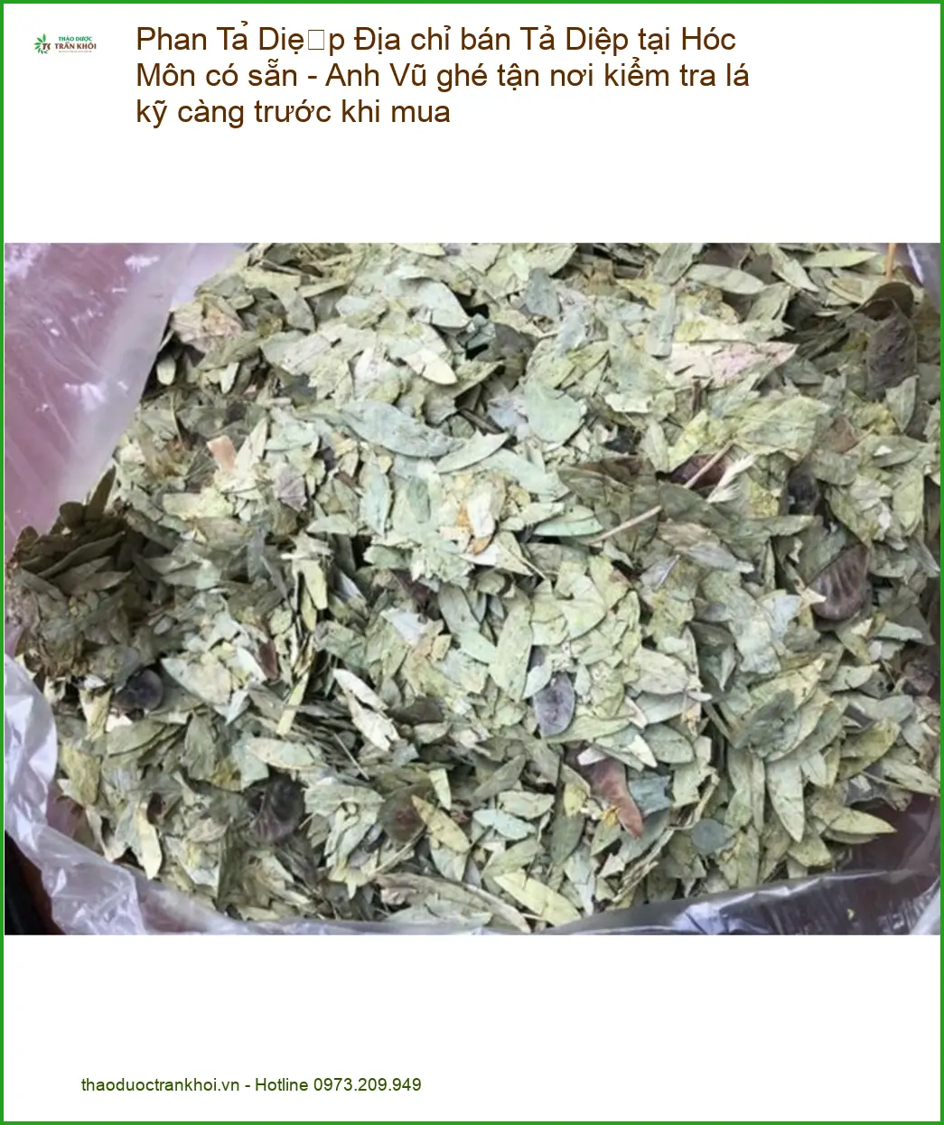 Phan Tả Diệp - Địa chỉ bán tại Hóc Môn, có sẵn, Anh Vũ kiểm lá kỹ càng
