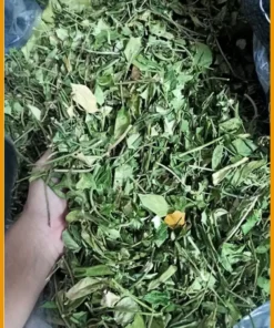 Giá bán Dây Thìa Canh loại thượng hạng 1kg - Địa chỉ Bán Giao nhanh TPHCM