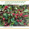 Hoa Atiso Đỏ bổ gan định tâm giảm mệt mỏi gói 1kg - Đơn vị Bán TPHCM