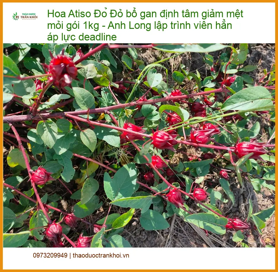 Hoa Atiso Đỏ bổ gan định tâm giảm mệt mỏi gói 1kg - Đơn vị Bán TPHCM