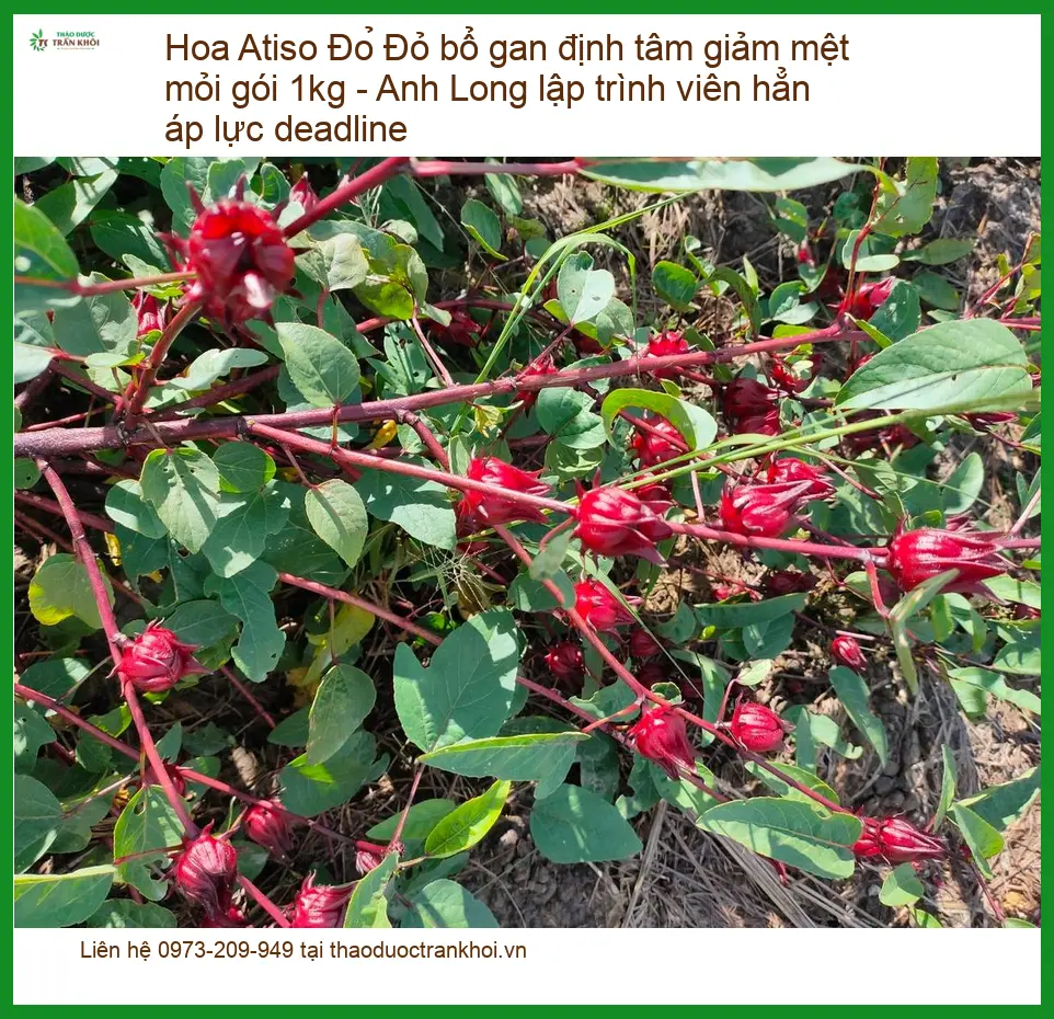 Hoa Atiso Đỏ bổ gan định tâm giảm mệt mỏi gói 1kg - Bán Giao nhanh TPHCM