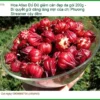 Hoa Atiso Đỏ giảm cân đẹp da gói 200g - Địa chỉ Bán Giao nhanh TPHCM