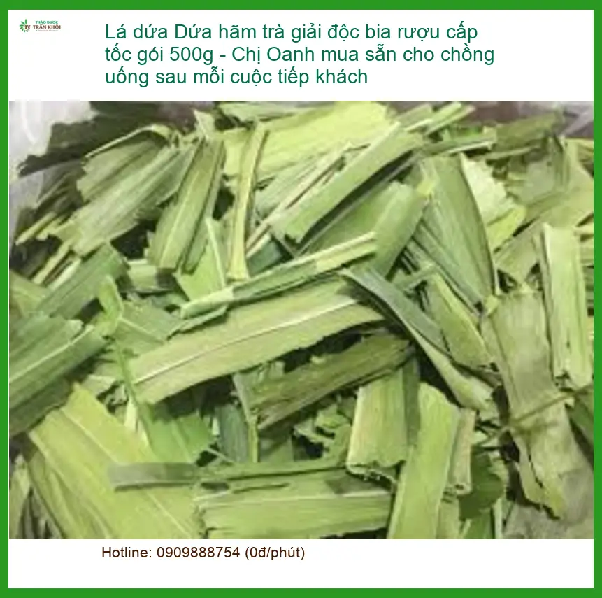 Lá Dứa hãm trà giải độc bia rượu 500g - Địa chỉ bán có sẵn TPHCM