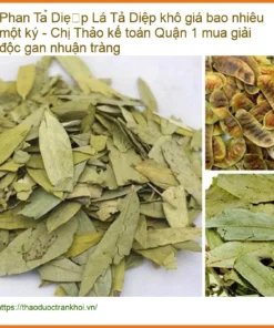 Lá Phan Tả Diệp khô giải độc gan nhuận tràng - Đơn vị cung cấp sỉ lẻ TPHCM