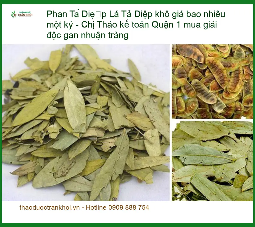 Lá Phan Tả Diệp khô giải độc gan nhuận tràng - Địa chỉ Bán sỉ lẻ Giao nhanh TPHCM